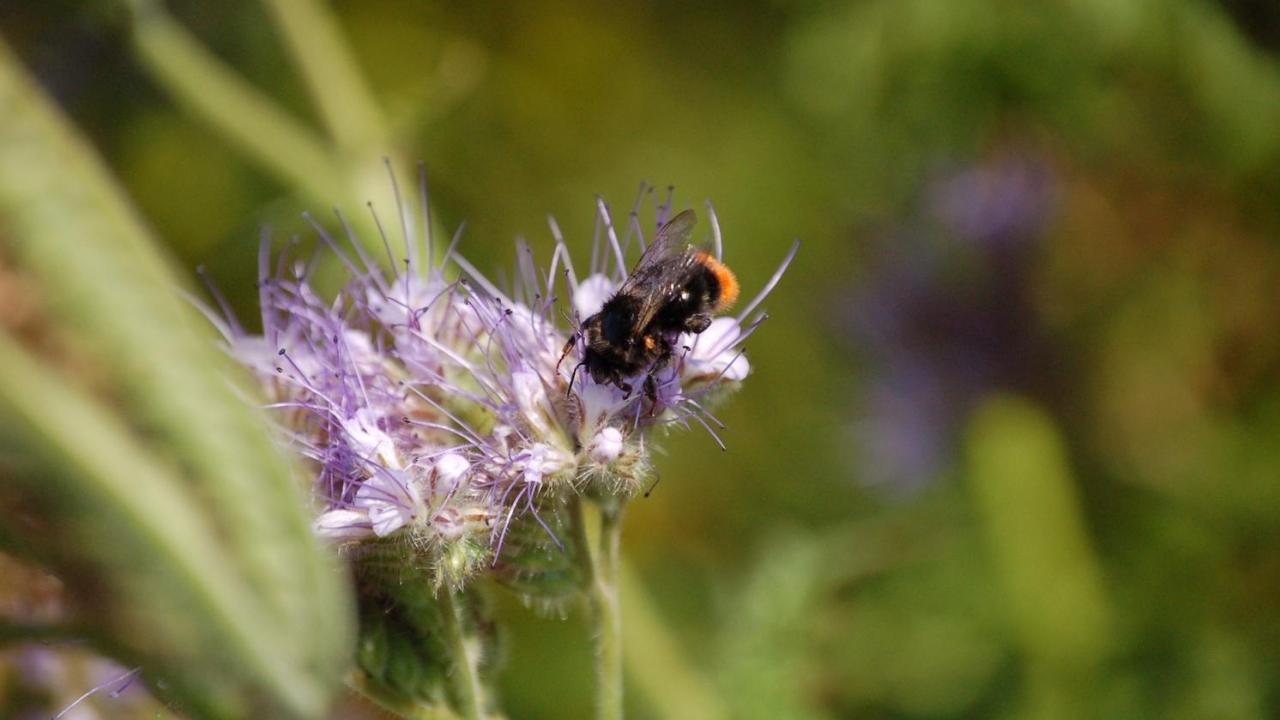 Bee on a flower