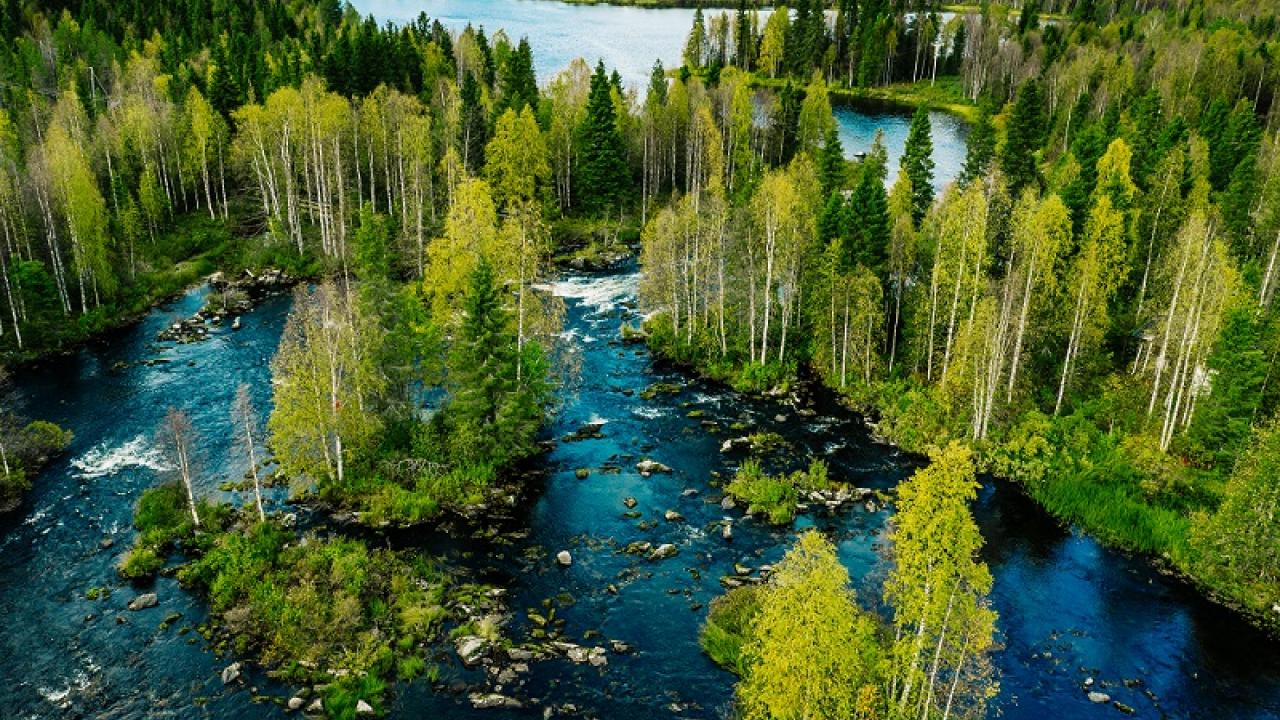 River and trees, seen from above