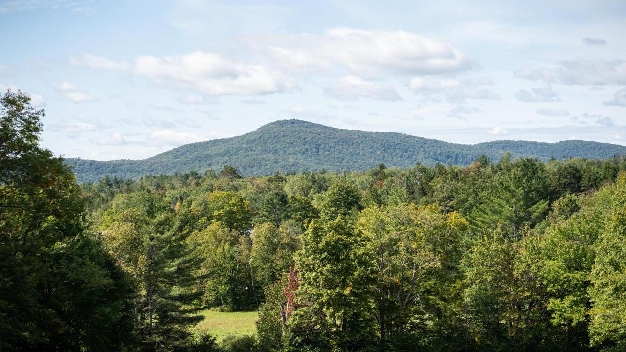 landscape of trees 