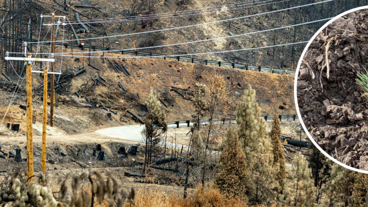 panoramic view of landscape after a forest fire, zoomed in to a single sprouting tree