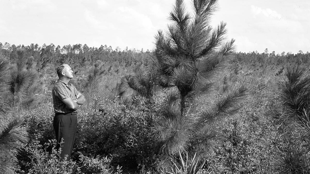 Bill Miller looking at a tree