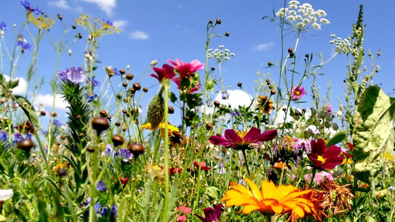 Protecting biodiversity