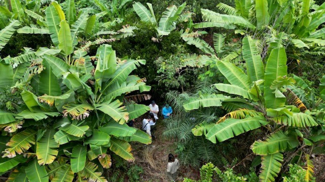 Birds eye view of the top of trees with people walking on the ground 