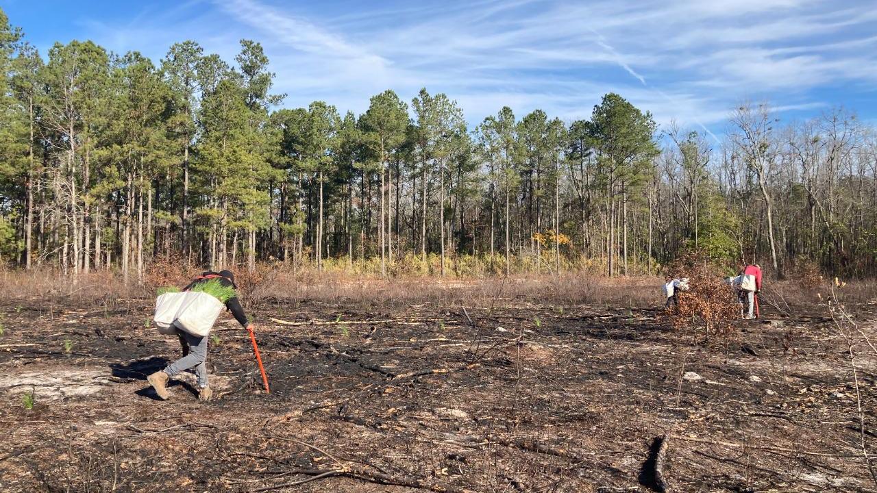 Three people planting in Chowan Swamp