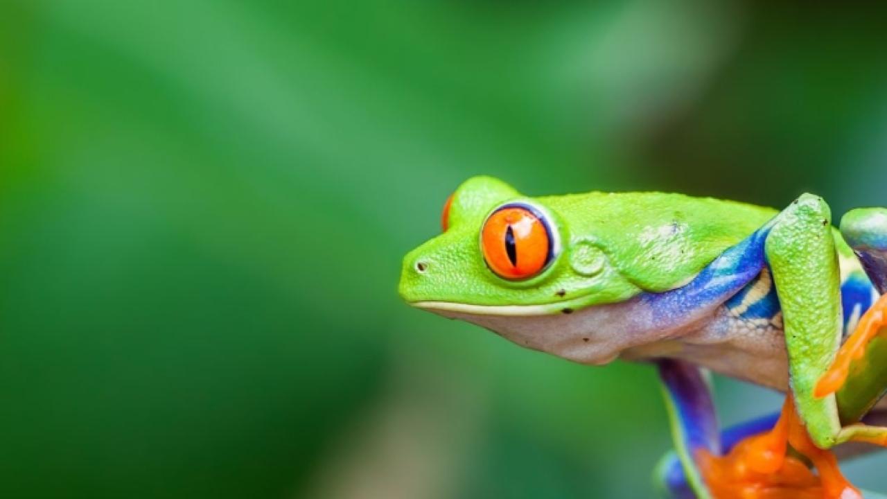 frog