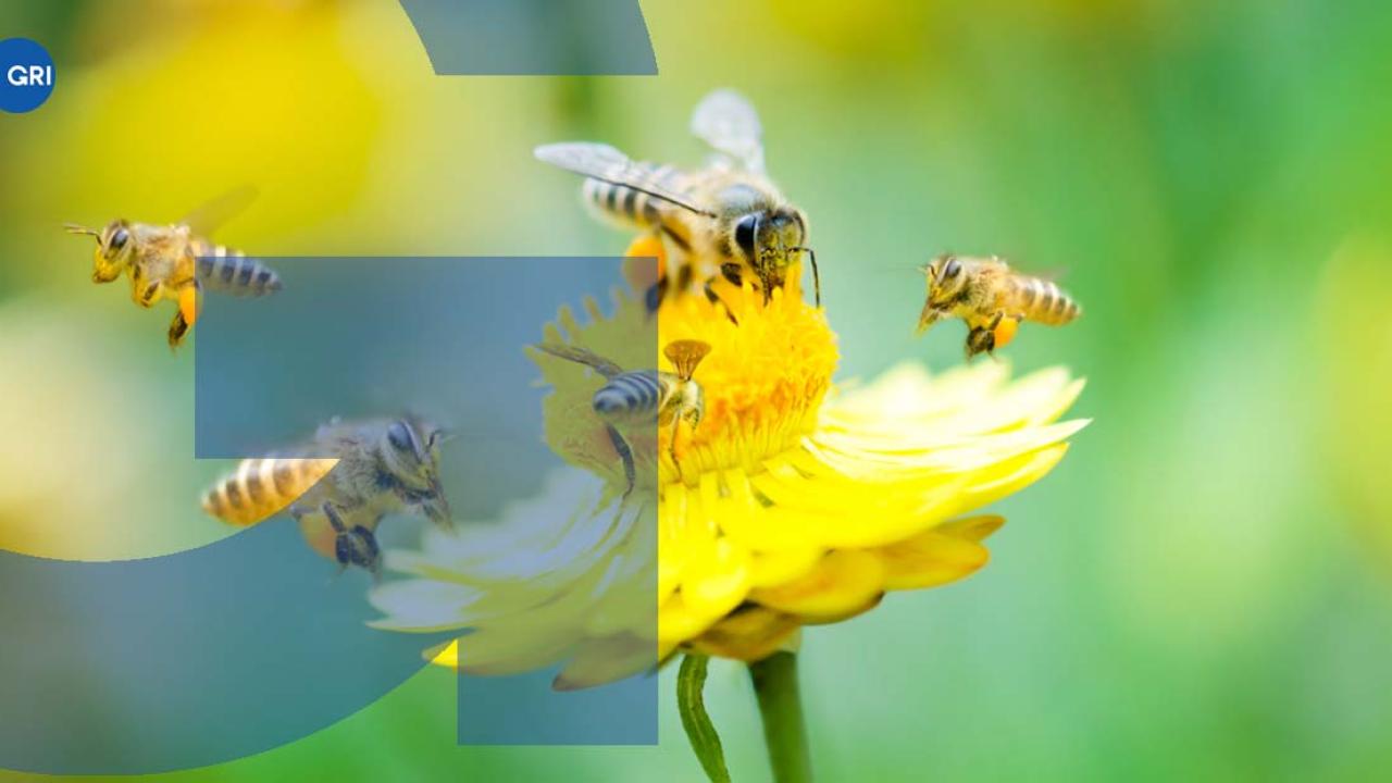 Bees on a flower