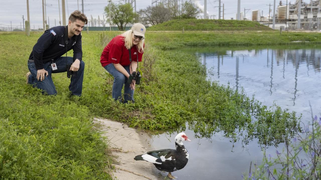 Two workers observing a duck with black, white, and red plumage