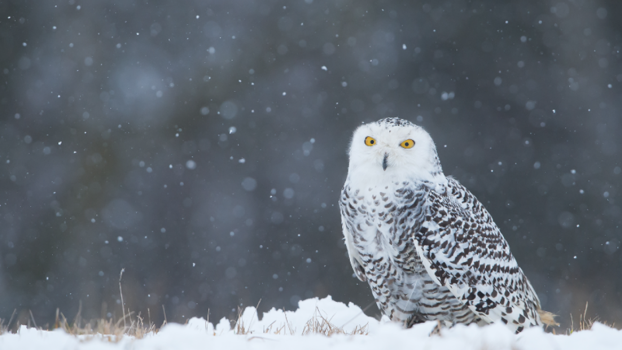 Snowy owl perched on the ground