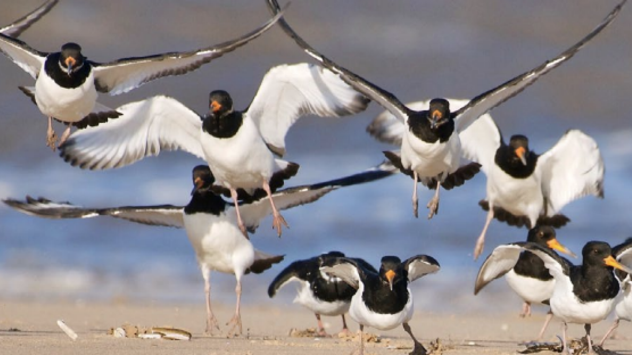 Birds in flight on a beach