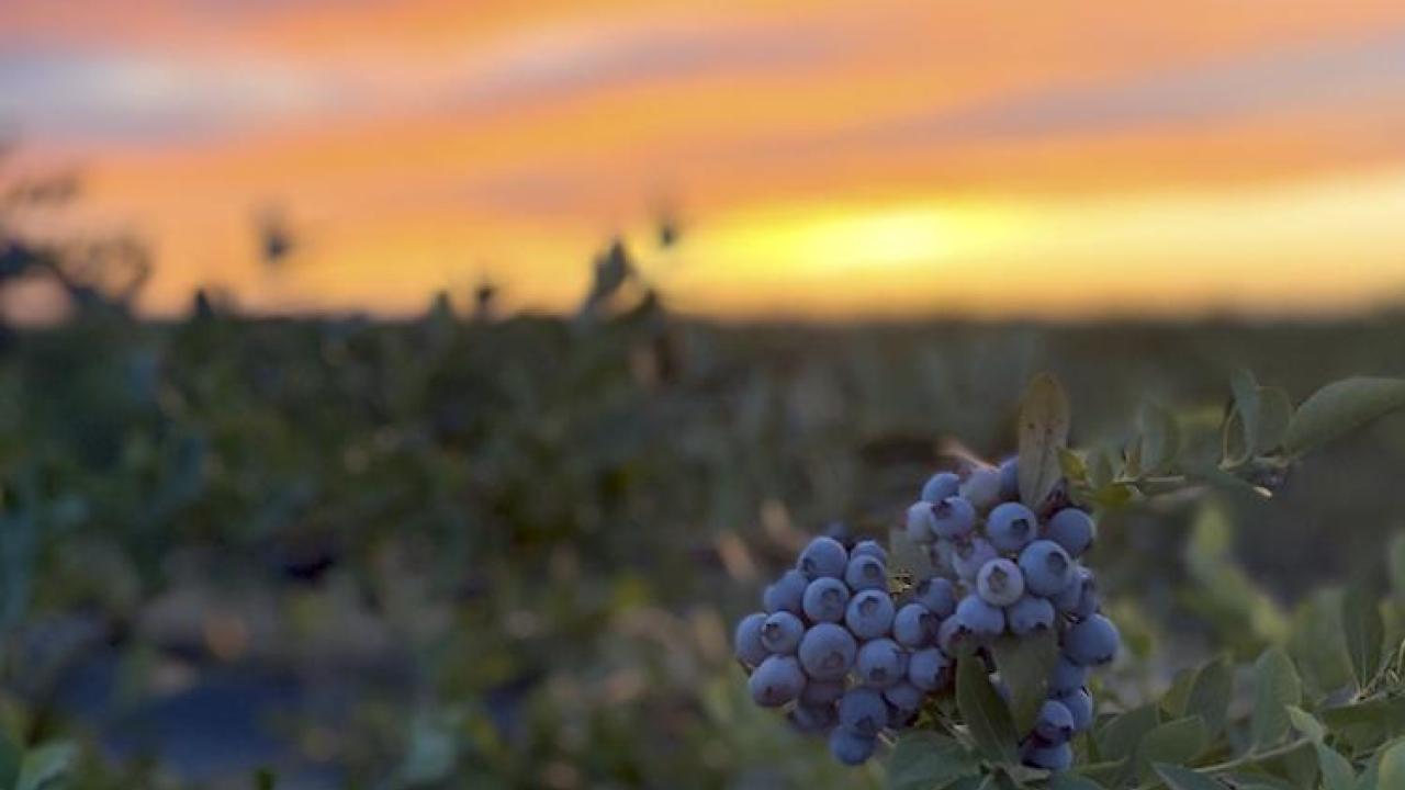 Blueberries at Burns Farm 1
