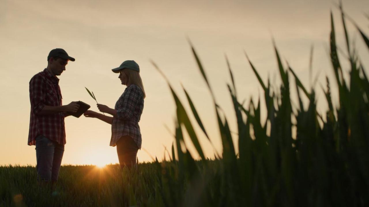 Two people in a wheat field as the sun sets