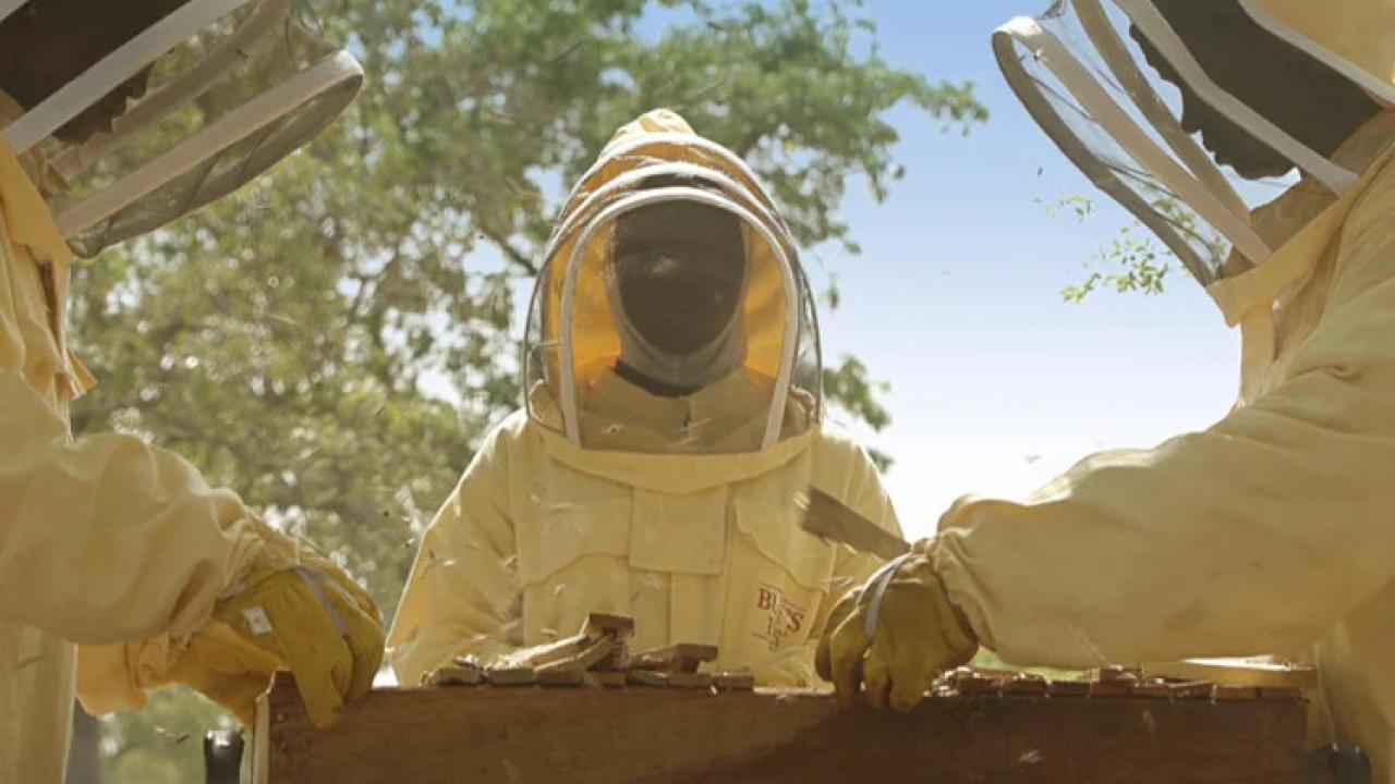 Protected bee keepers at a hive.