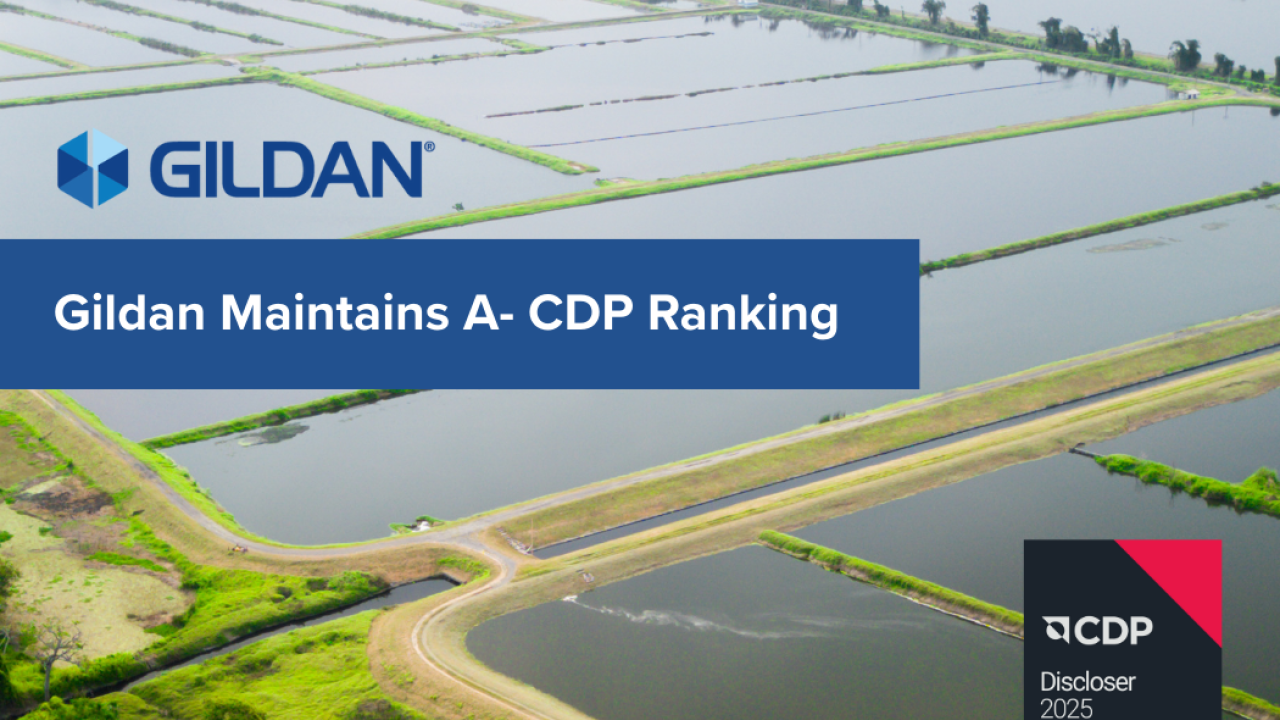 "Gildan Maintains A- CDP Ranking" text and Gildan and CDP logos against a backdrop of Gildan's Biotop