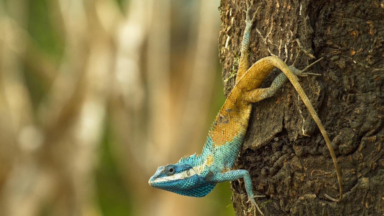Lizard climbing tree
