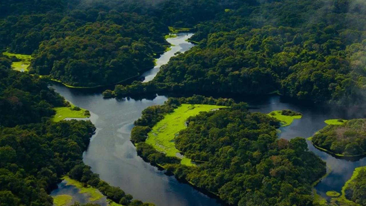 Aerial shot of river flowing through bright green forest