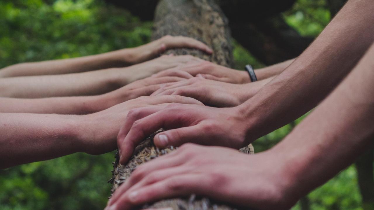 Many different hands holding the trunk of a tall tree