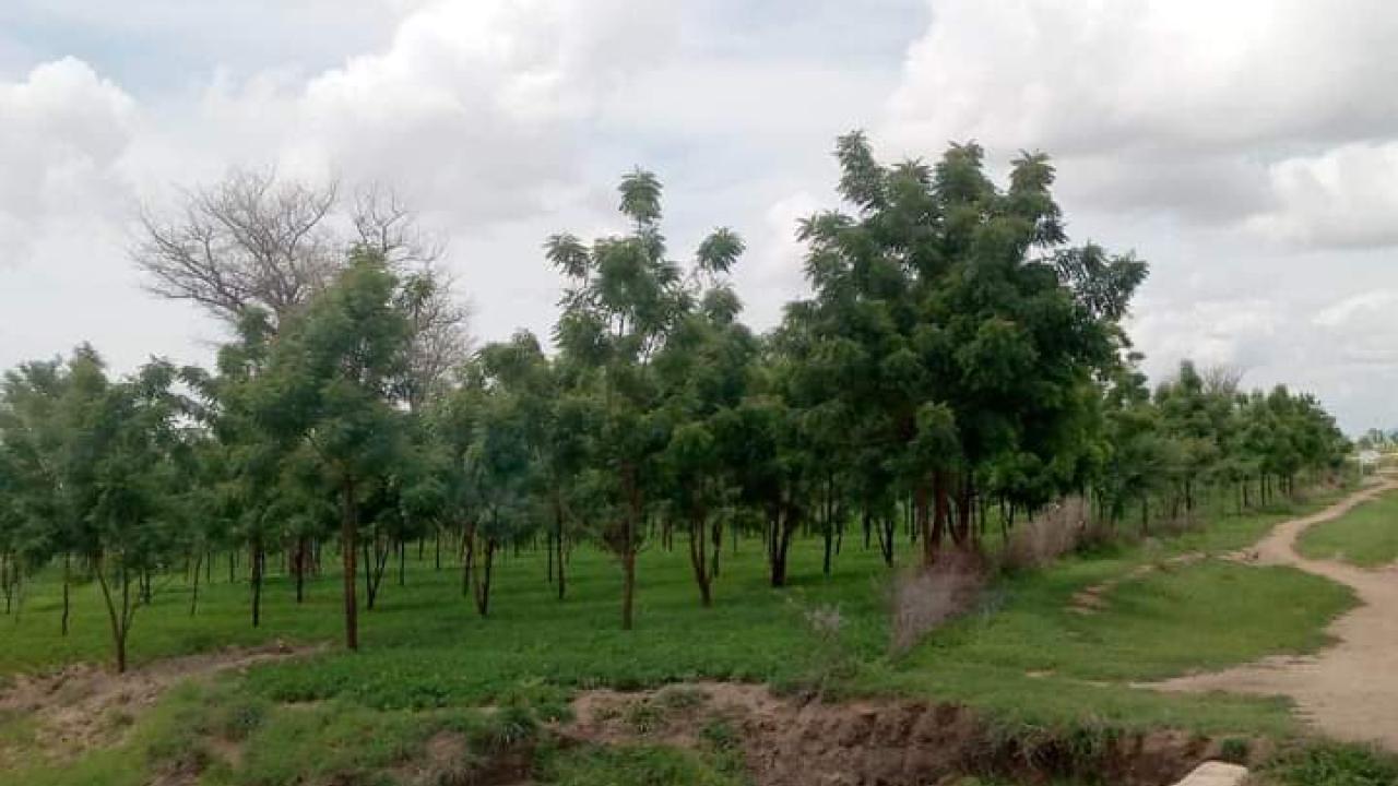 Reforestation projects in Cameroon