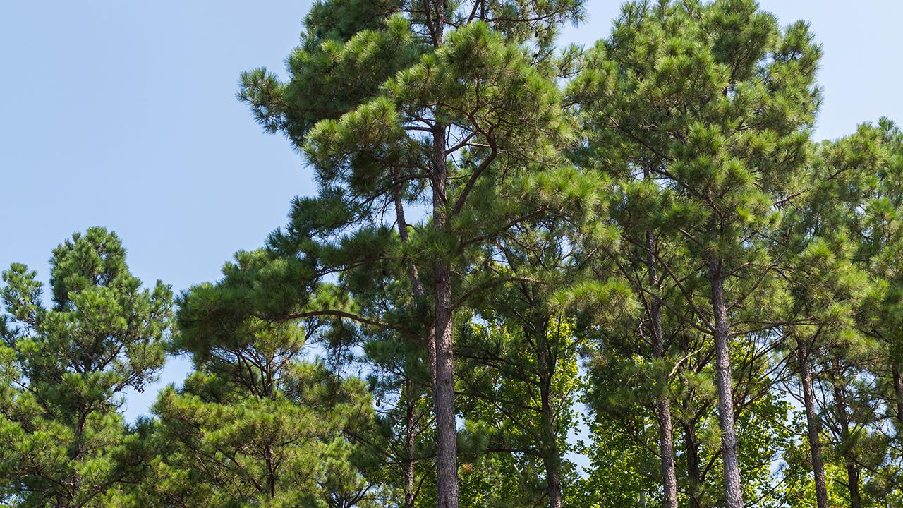 Trees and sky