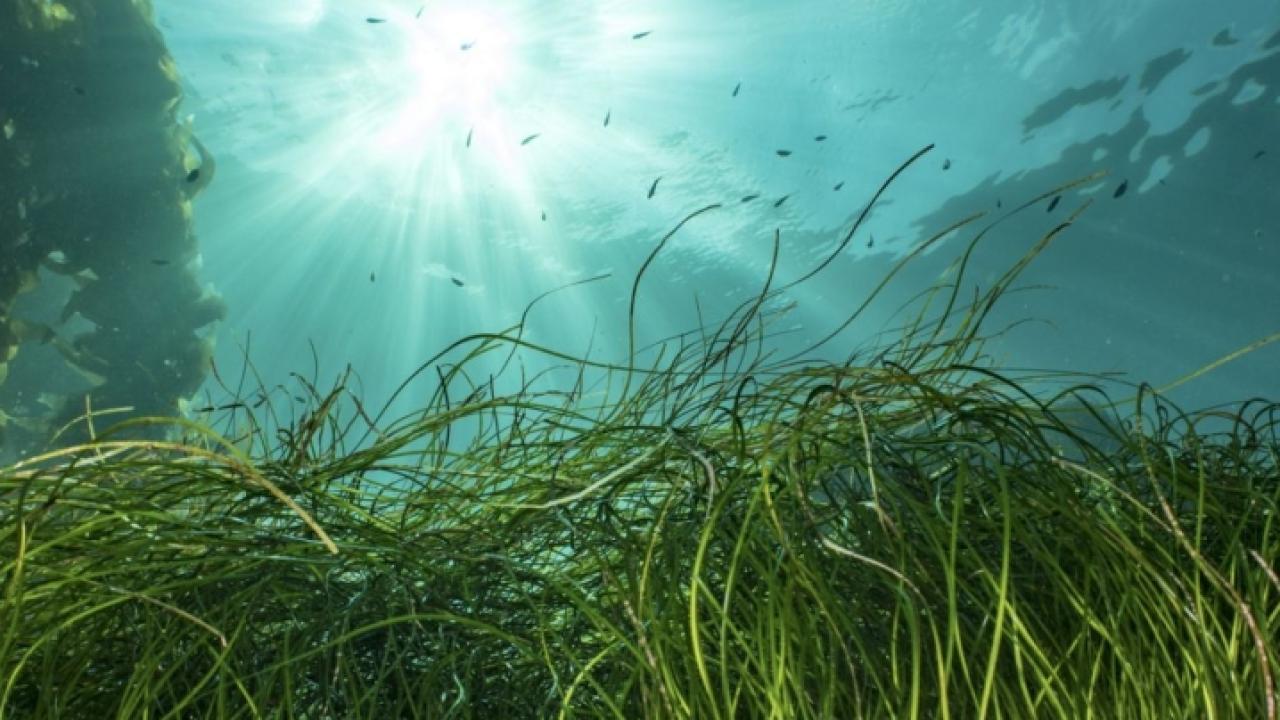 underwater landscape with sun shining above and plants waving below