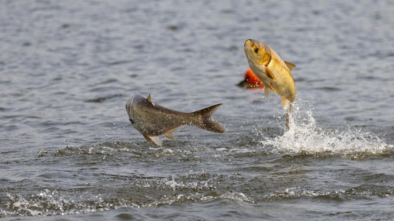 2 invasive silver carp jumping out of the water