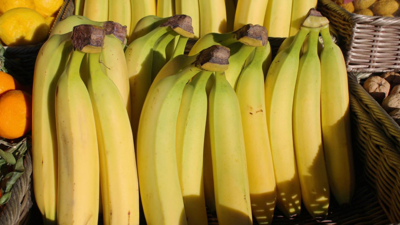 Cavendish Bananas