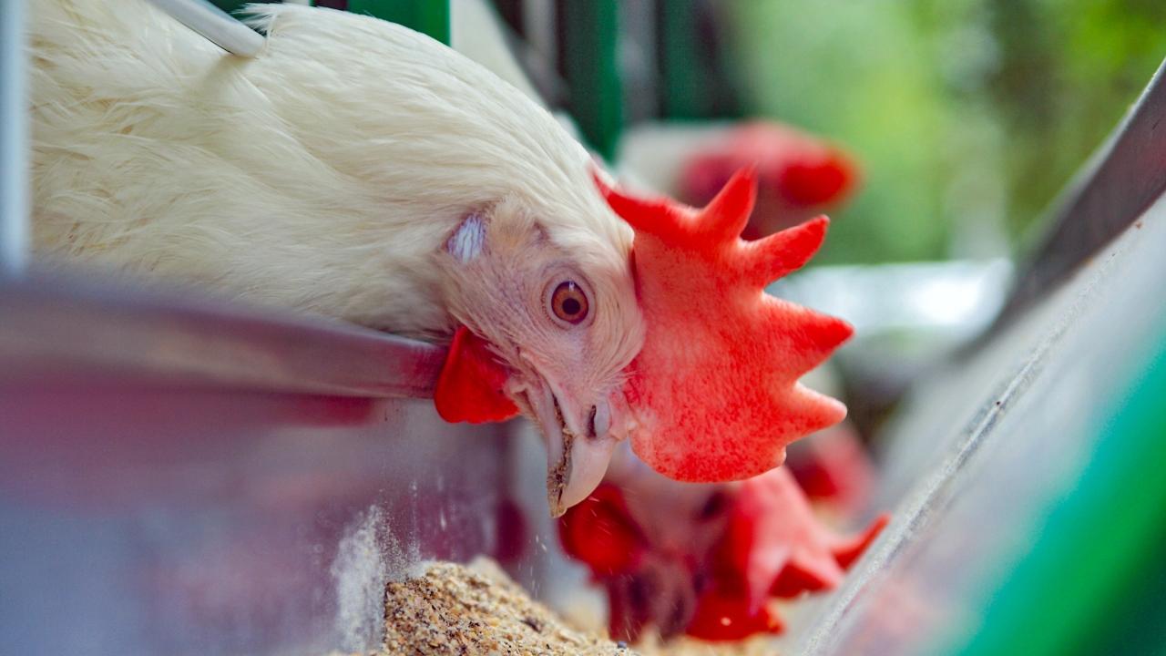 chicken