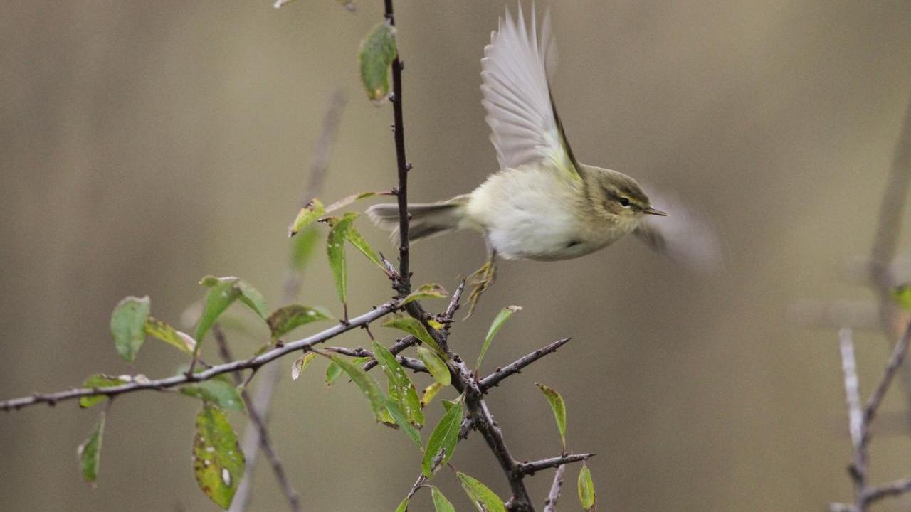 A small bird in flight, a thin branch.