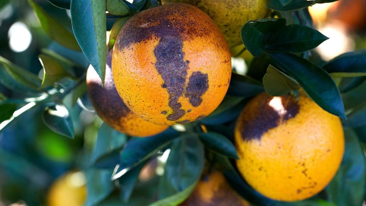 oranges showing citrus greening
