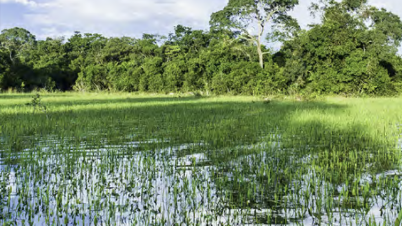 Wetland landscape with trees in the background