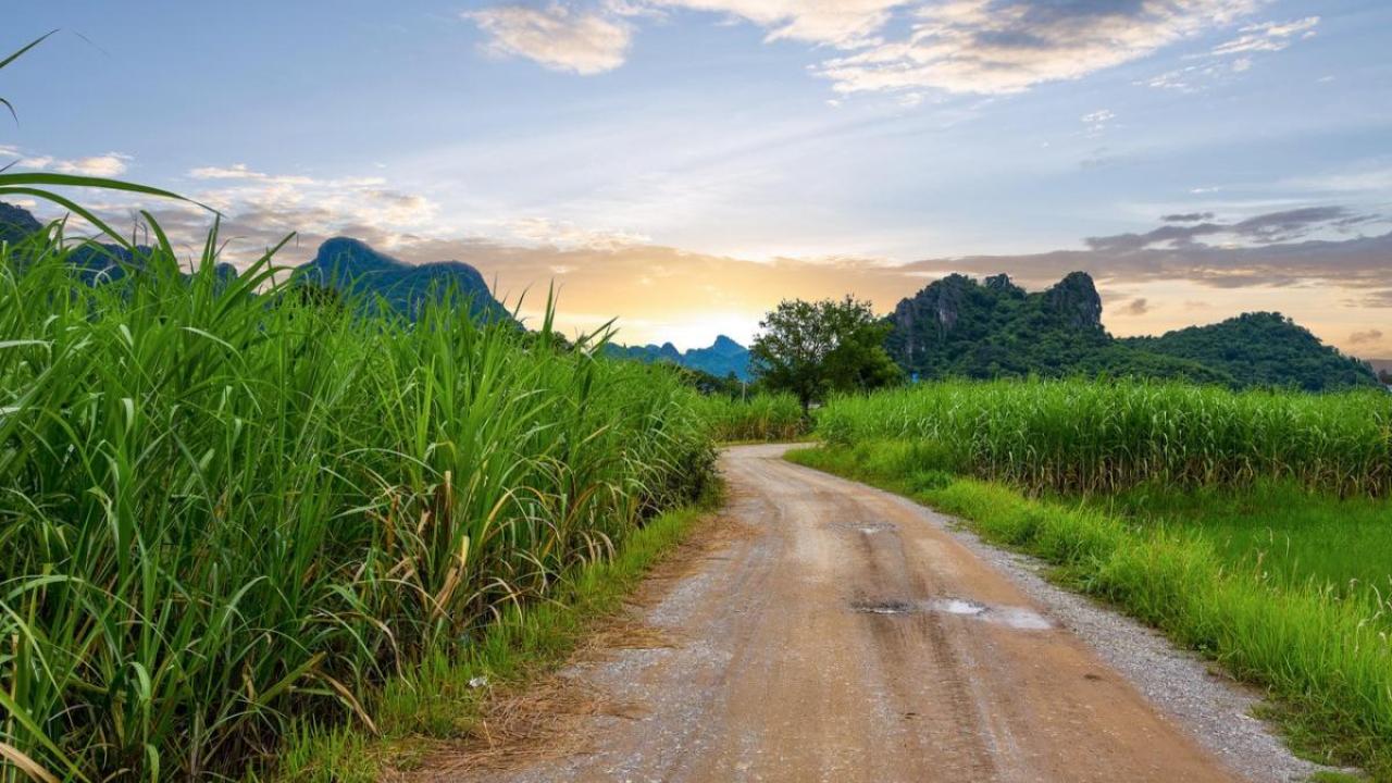 Pathway leading through sugarcane fields