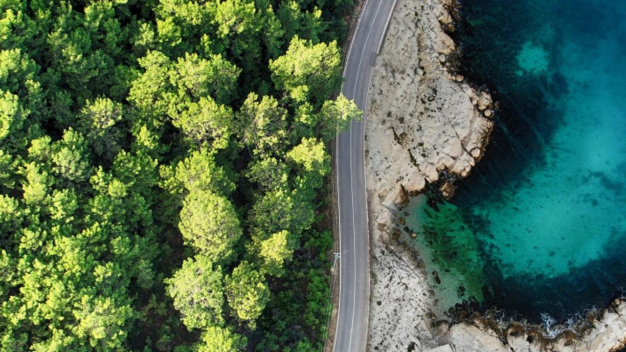 forest beach and water