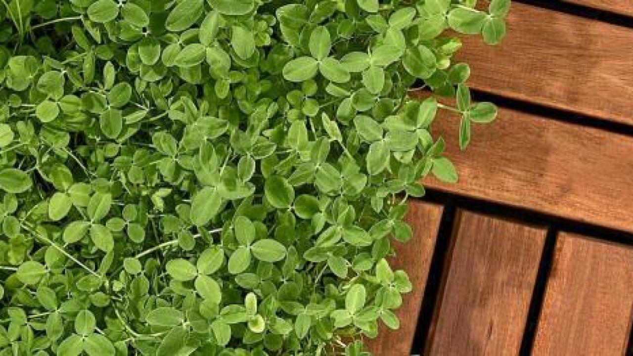 Clover lawn next to decking 