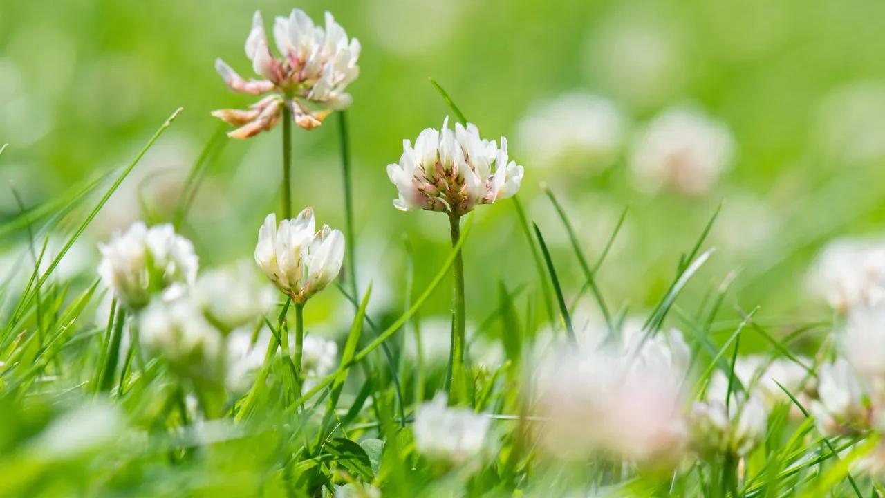 Clover