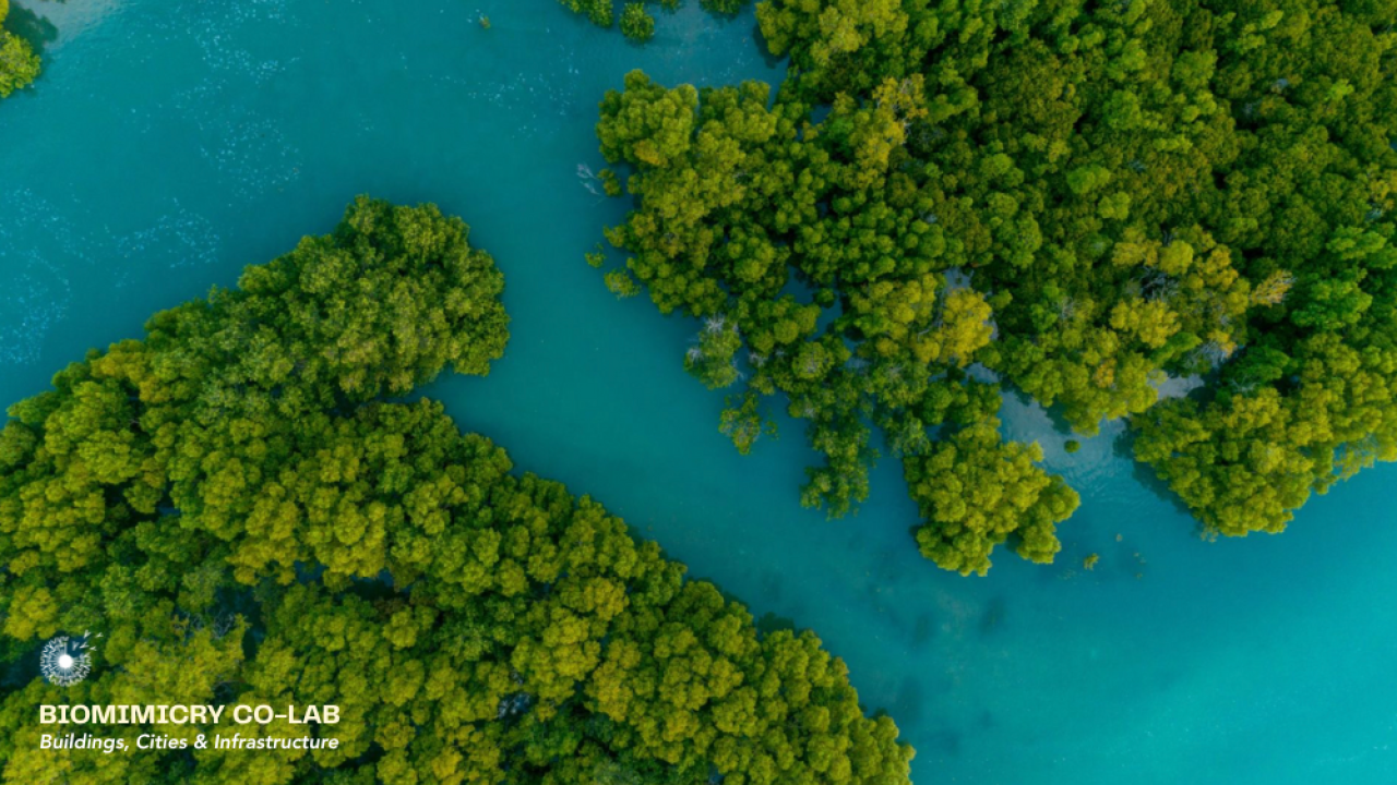 Nature image from the Biomimicry Institute