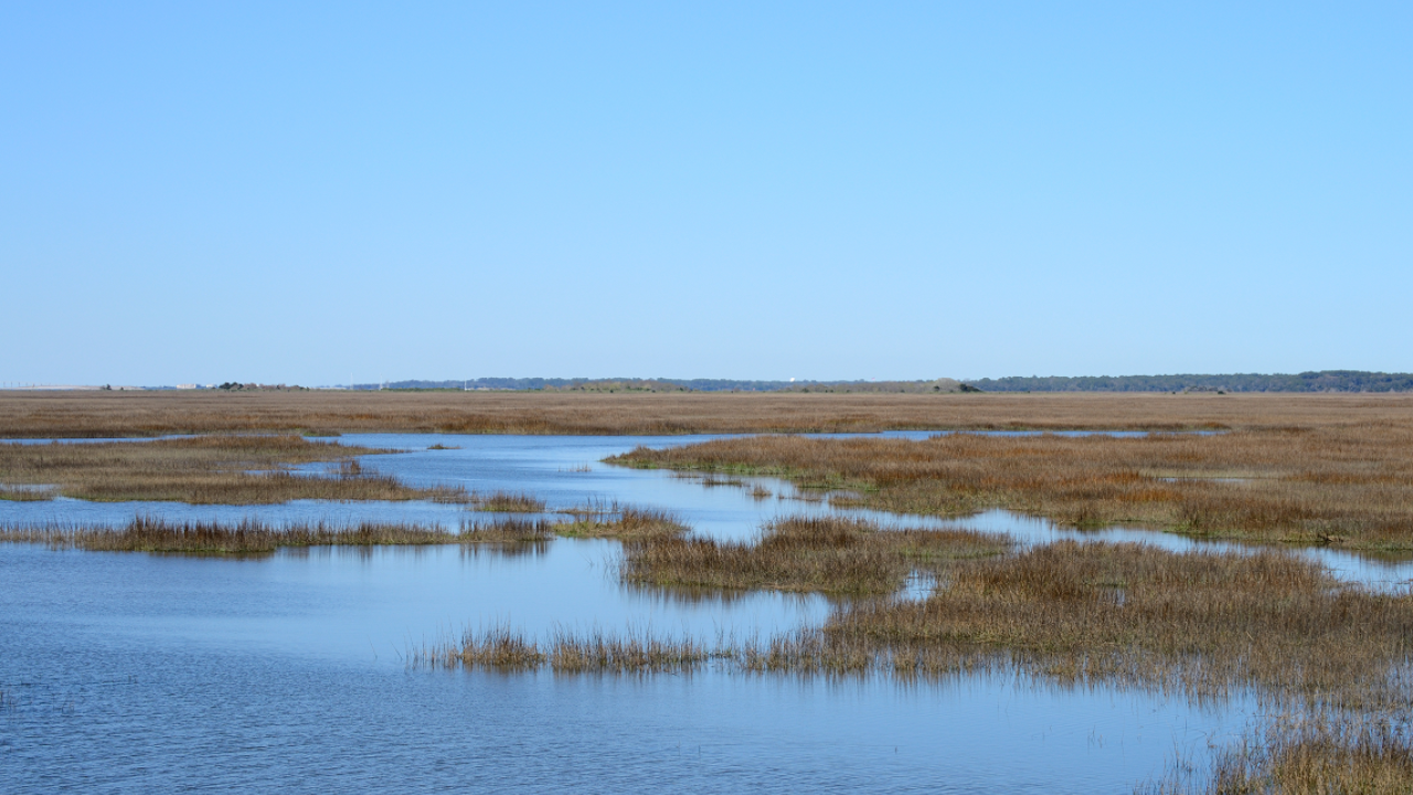 coastal wetland landscape