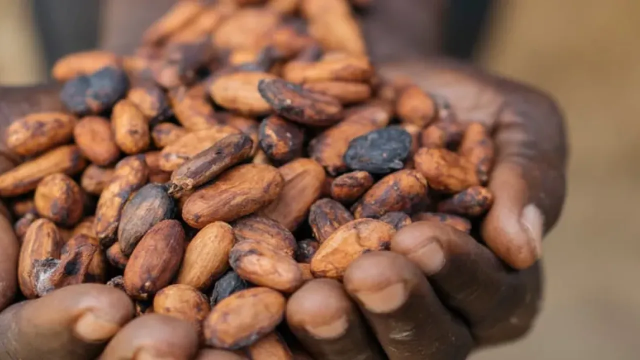 Cupped hands holding cocoa beans