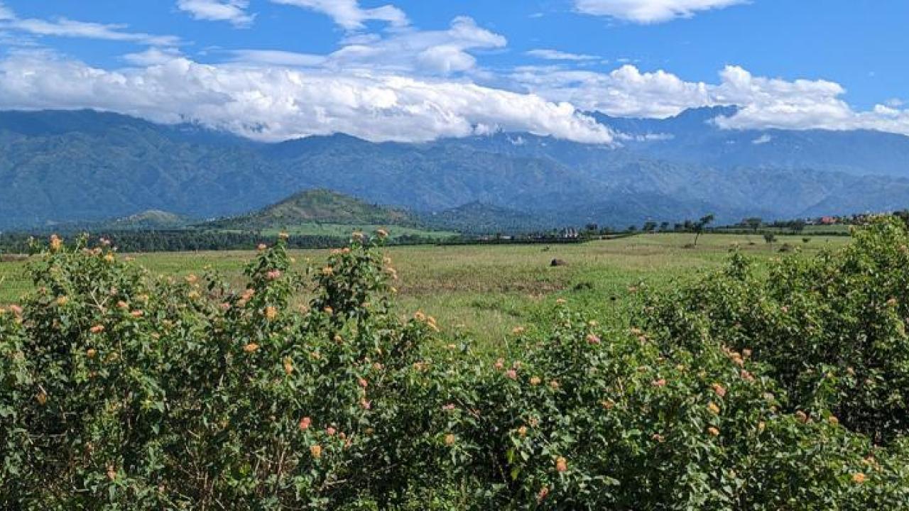 Coffee fields in Uganda