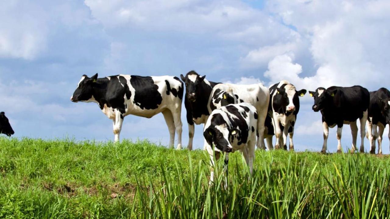 A herd of cows in a field 