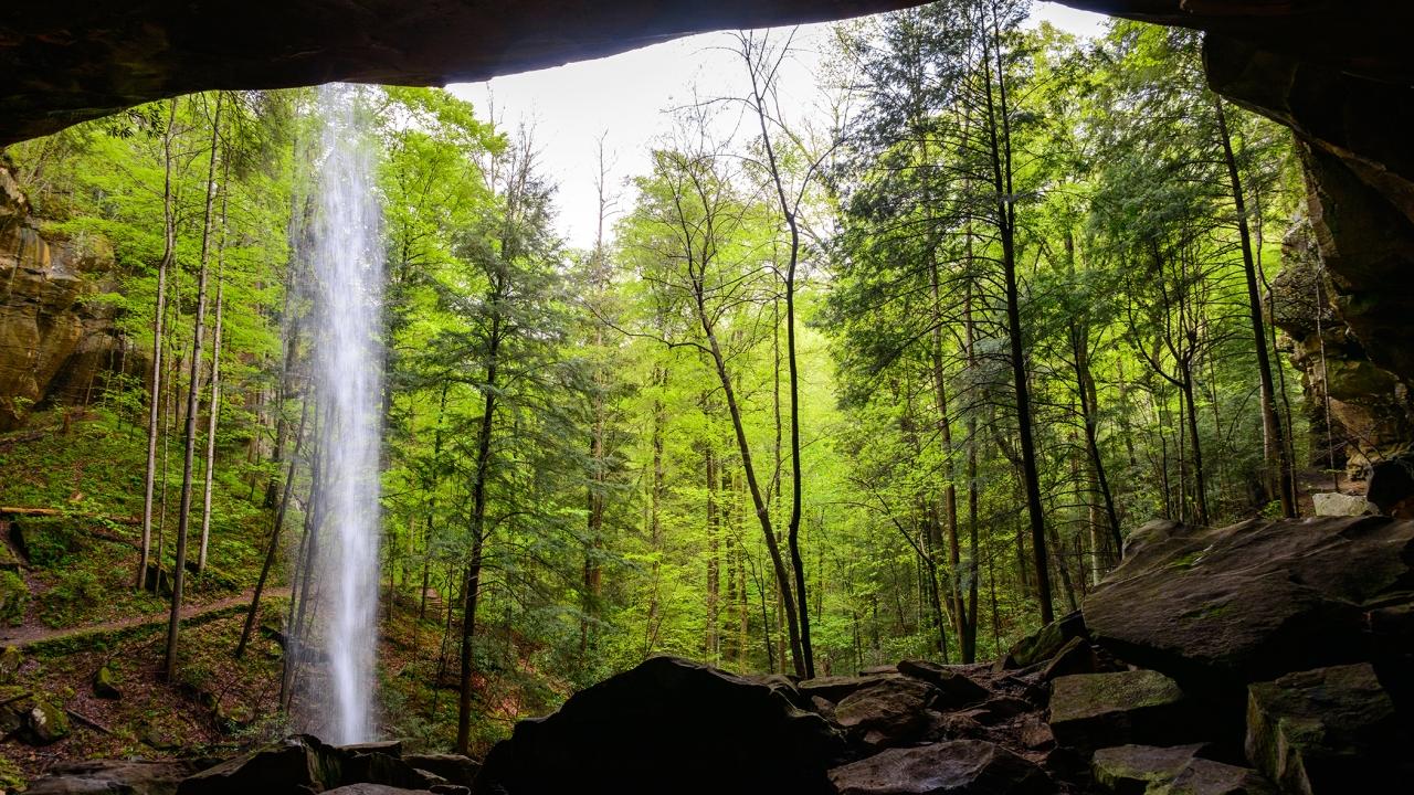forest