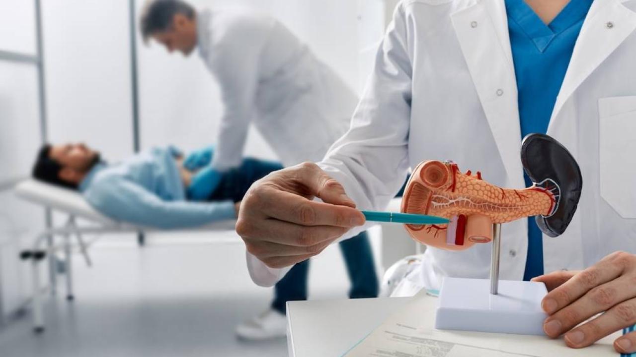 A person using a pen to point to a model of an organ. A person examining the abdomen of another laying down.