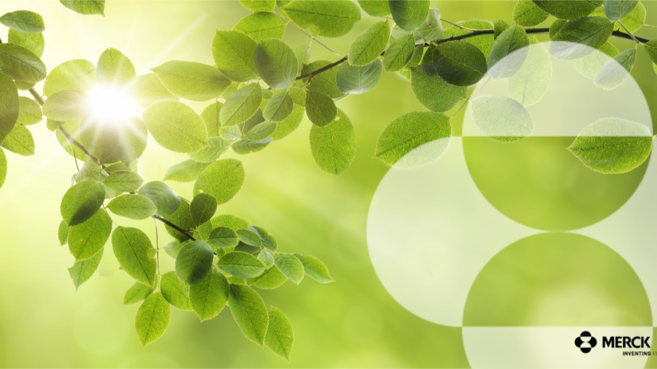 green branches