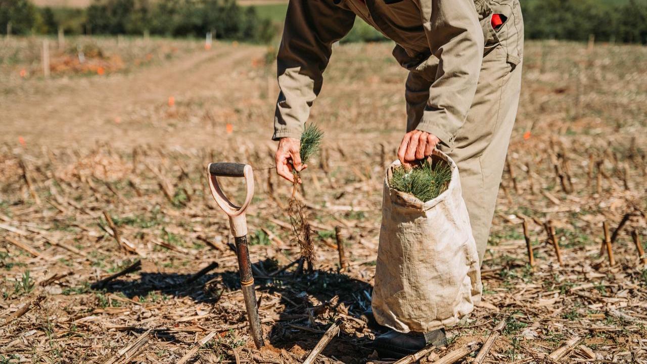 A native tree and shrub project being planted at an ALUS Middlesex project site. 