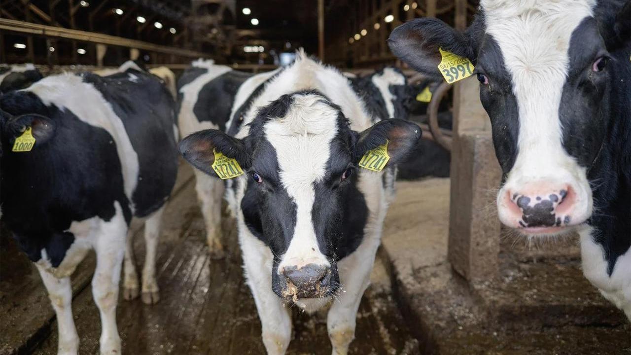 Dairy cows