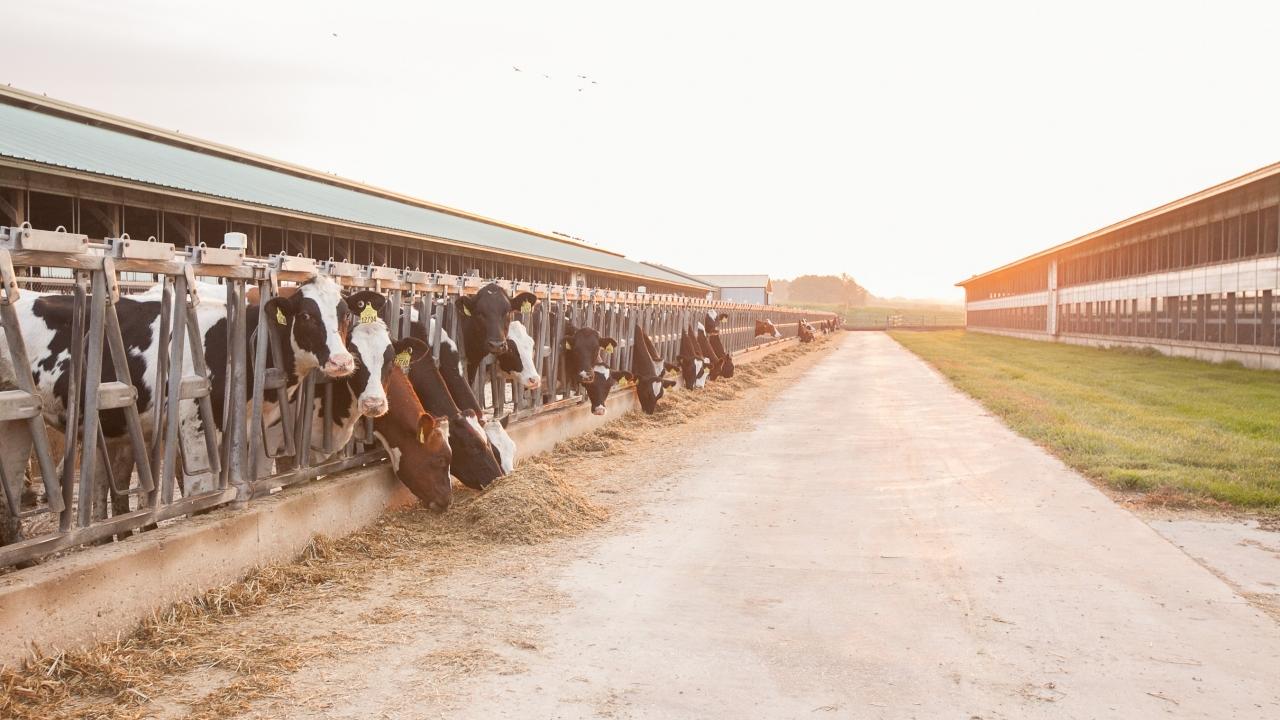 cows on a farm