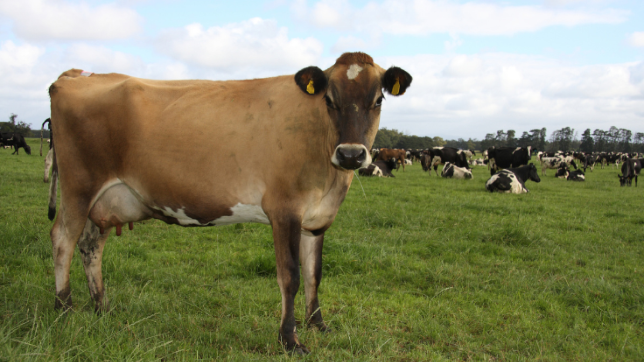 This Jersey is one of 1.4 million dairy cows in Australia, all of whom emit greenhouse gas.