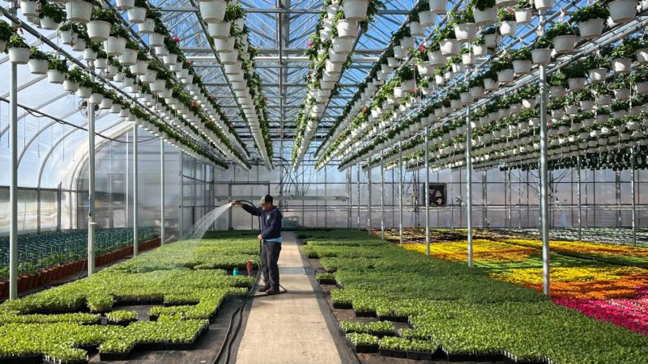 Greenhouse at De Francesco Farm