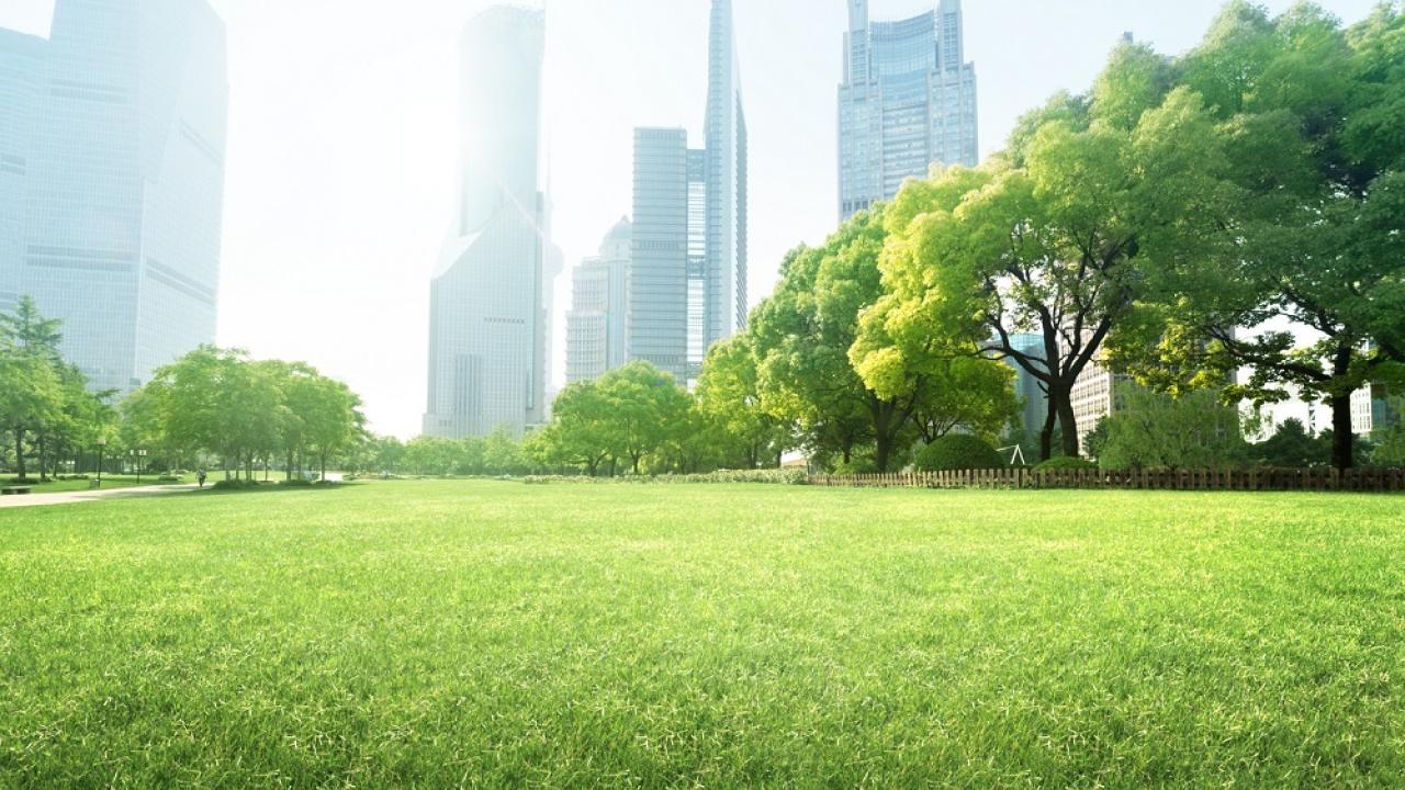 Nature in the City