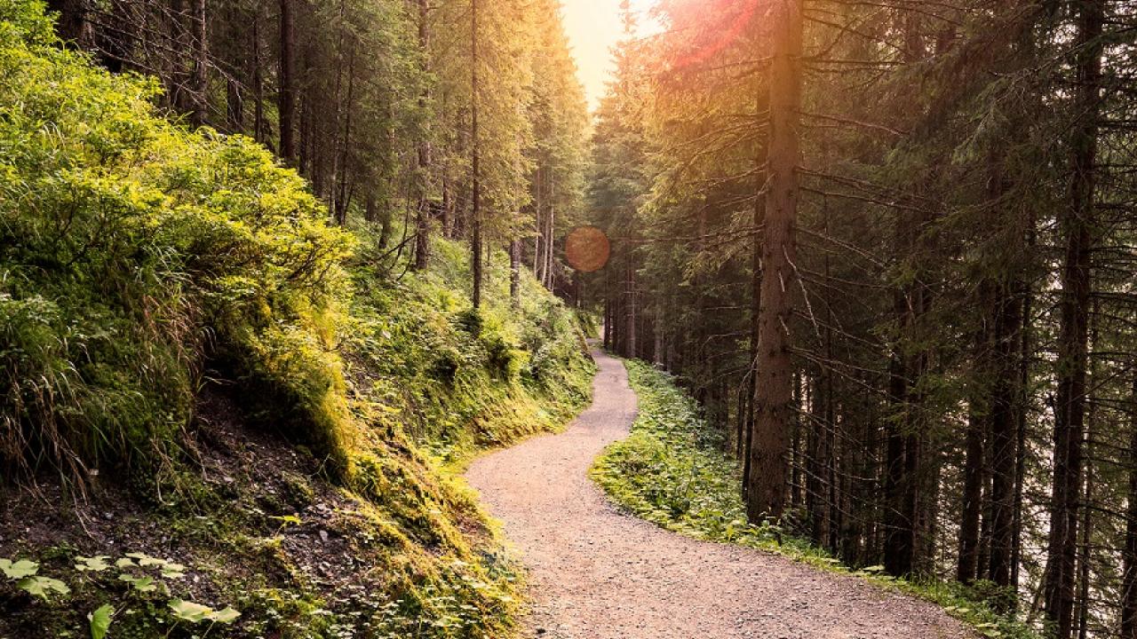 Path through the woods