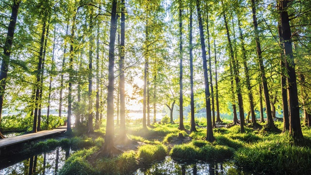 forest