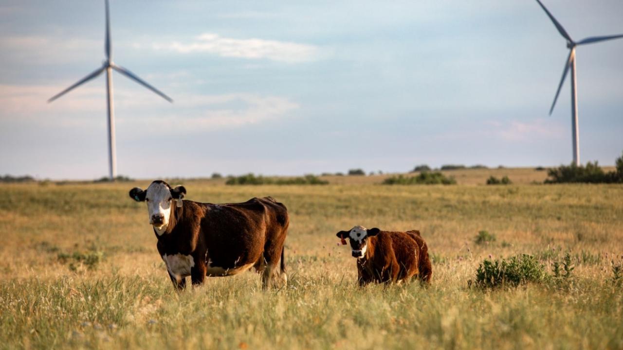Cows in a field with wind turbines